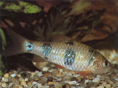 Clown Barb
