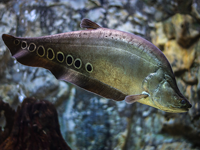 Clown Knifefish
