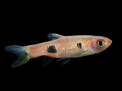 Clown Rasbora