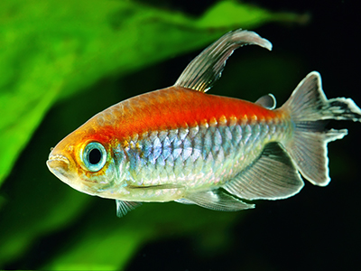 Congo Tetra