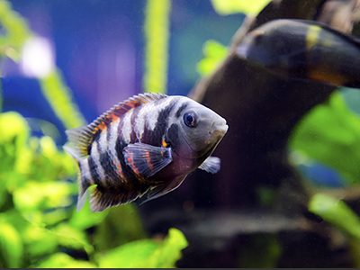 Convict Cichlid