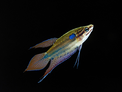 Croaking Gourami