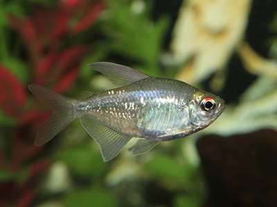Diamond Tetra