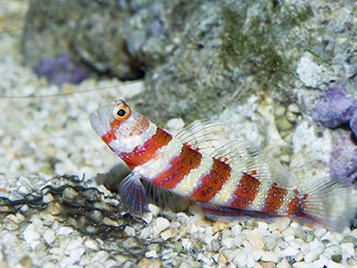 Dragon Goby