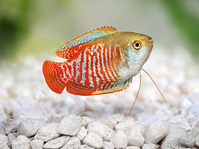 Dwarf Gourami