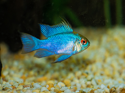 Electric Blue Ram