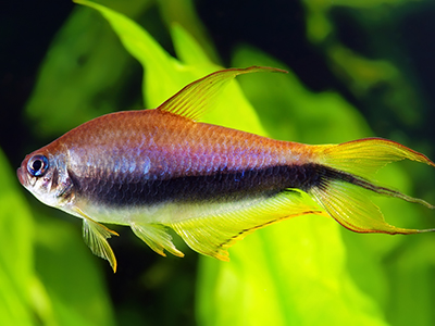 Emperor Tetra