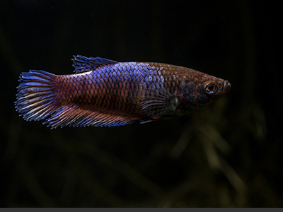 Female Figher