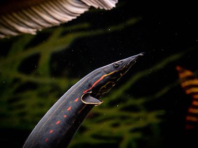Fire Eel