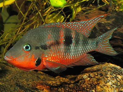 Firemouth Cichlid