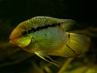 Festive Cichlid