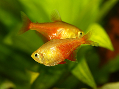 Flame Tetra