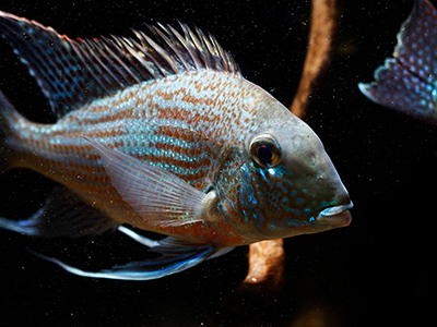 Geophagus Eartheater
