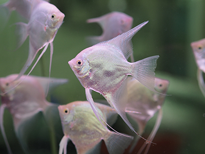 Ghost Angelfish