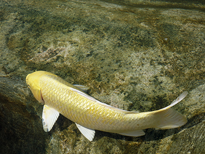 Ghost Koi Carp