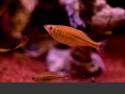Giant Danio