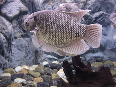 Giant Gourami