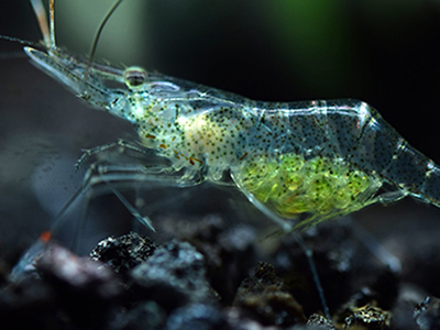 Glass Shrimp