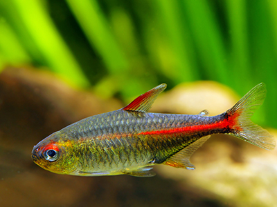 Glowlight Tetra