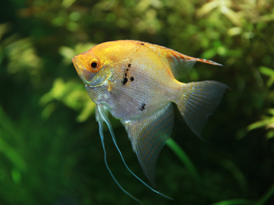 Gold Angelfish
