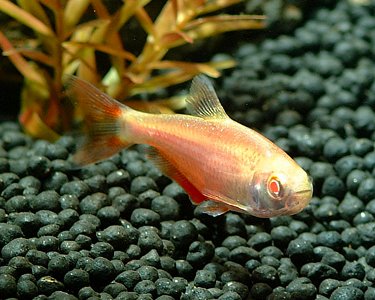 Albino Buenos Aires Tetra