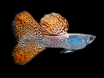 Gold Cobra Guppy