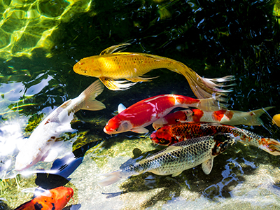 Gold Koi Carp