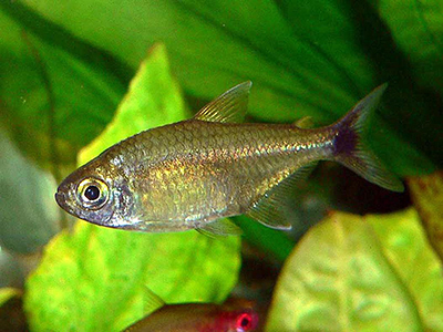 Gold Platinum Tetra