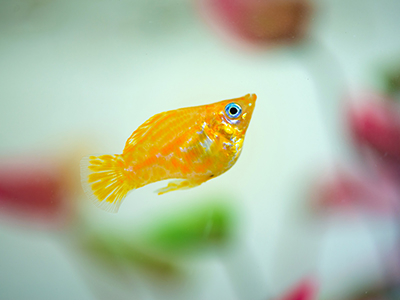 Gold Sailfin Molly