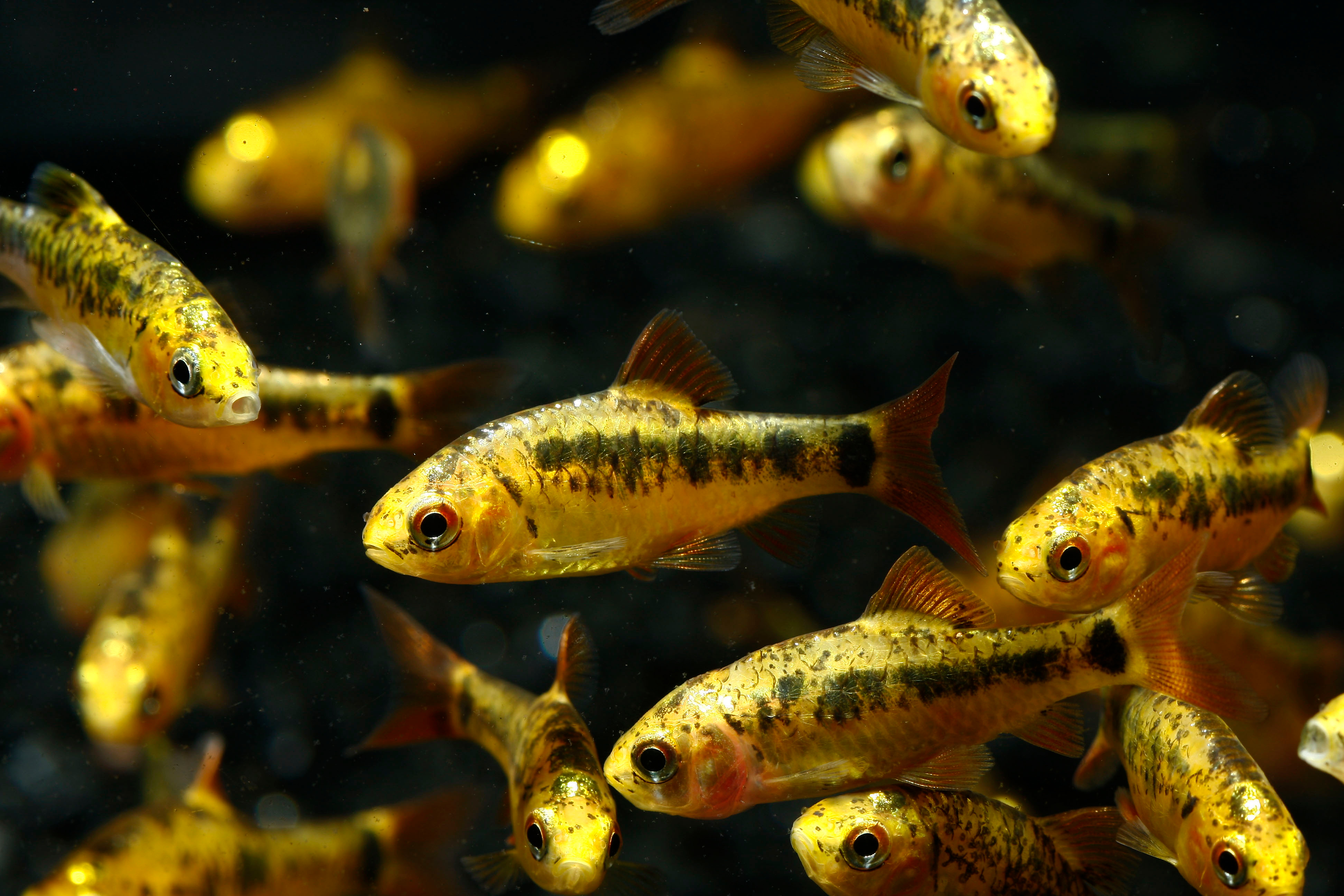 Golden Barb