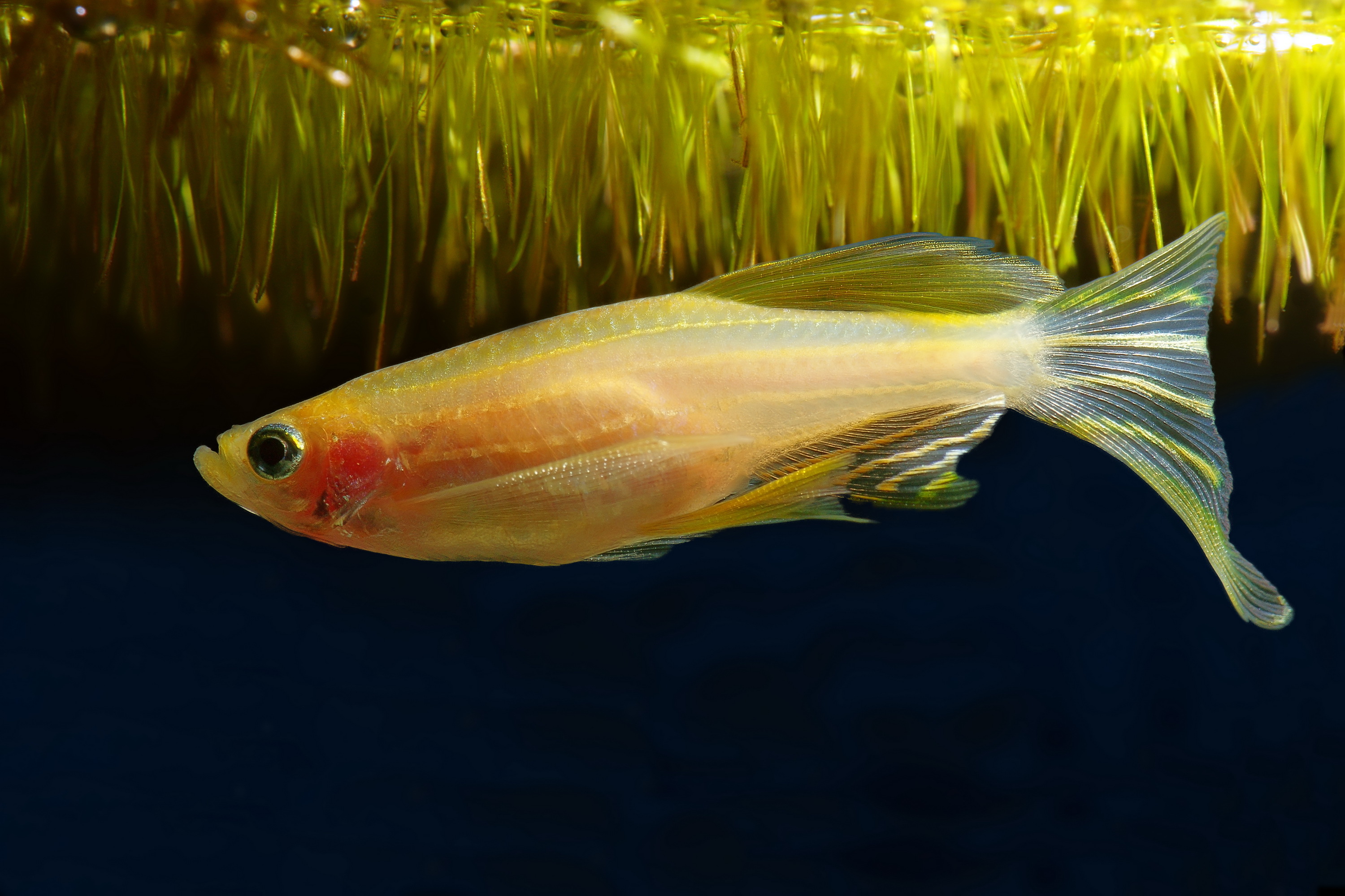 Golden Danio