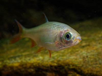 Golden Orfe