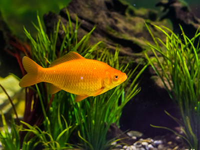 Golden Rudd