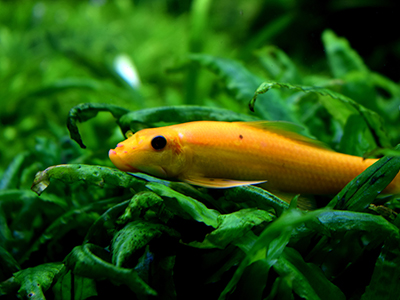 Golden Sucking Loach