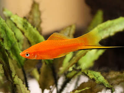 Golden Swordtail