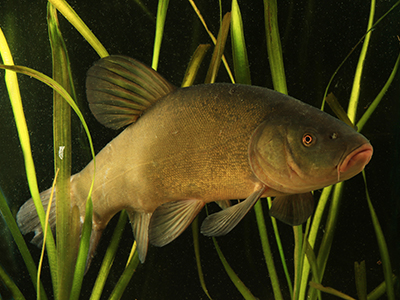 Golden Tench