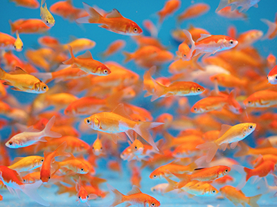 Goldfish