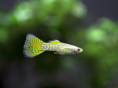 Green Cobra Guppy