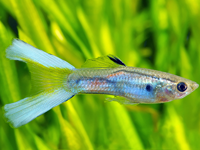 Green Lyretail Guppy