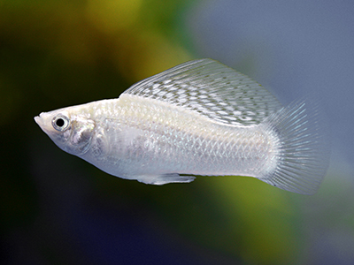 Green Sailfin Molly