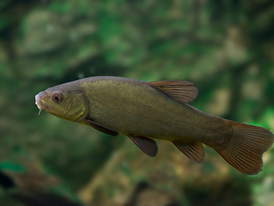 Green Tench