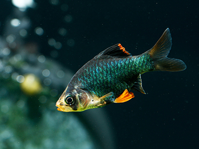 Green Tiger Barb