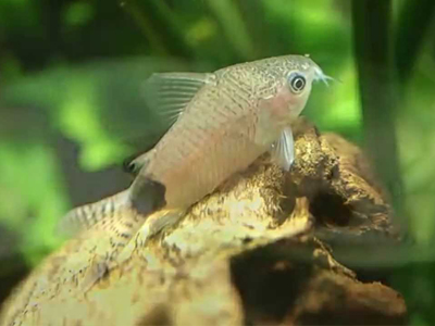 Guapore Corydoras