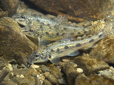 Gudgeon