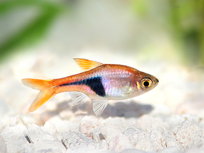 Harlequin Rasbora
