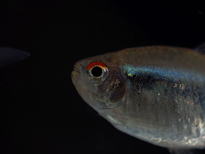 Head and Tail Light Tetra