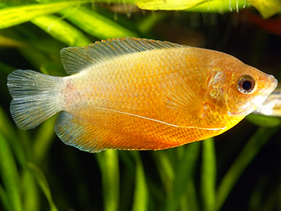 Honey Gourami