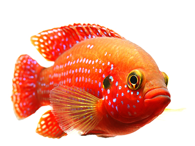 Jewel Cichlid