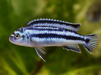Johanni Cichlid