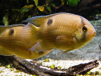Keyhole Cichlid